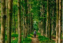 Cada persona tiene que plantar 6 árboles al mes para compensar las emisiones de CO2 Tree-Nation