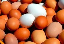 Agronomía UdeC estudia alimentos alternativos para aves con miras a reducir el colesterol en los huevos Agronomía UdeC estudia alimentos alternativos para aves con miras a reducir el colesterol en los huevos