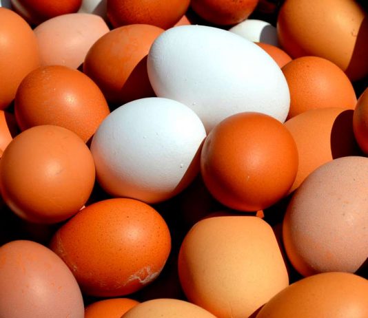 Agronomía UdeC estudia alimentos alternativos para aves con miras a reducir el colesterol en los huevos