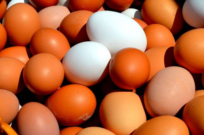 Agronomía UdeC estudia alimentos alternativos para aves con miras a reducir el colesterol en los huevos