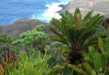 Conaf avanza en proceso para construir nuevo Colegio Robinson Crusoe en archipiélago Juan Fernández 