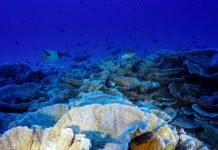 Chile y coalición internacional impulsan creación de primera área marina protegida en aguas internacionales