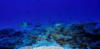 Chile y coalición internacional impulsan creación de primera área marina protegida en aguas internacionales