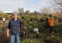Cecinas Llanquihue dona más de 500 árboles nativos para reforestación de humedales Cecinas Llanquihue dona más de 500 árboles nativos para reforestación de humedales