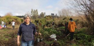Cecinas Llanquihue dona más de 500 árboles nativos para reforestación de humedales