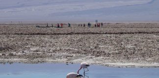 Desarrollan programa de educación para la conservación y protección de hábitats de los flamencos altoandinos en San Pedro