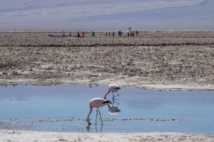 Desarrollan programa de educación para la conservación y protección de hábitats de los flamencos altoandinos en San Pedro