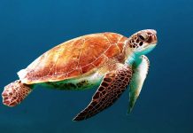 IA impulsada por la comunidad global busca proteger a las tortugas marinas en peligro de extinción en Galápagos