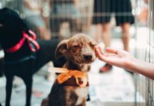 Jornada Amigos del Corazón: más de 300 perros y gatos fueron adoptados durante el primer semestre