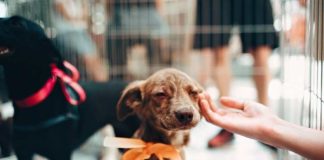 Jornada Amigos del Corazón: más de 300 perros y gatos fueron adoptados durante el primer semestre