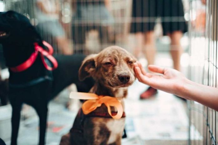 Jornada Amigos del Corazón: más de 300 perros y gatos fueron adoptados durante el primer semestre