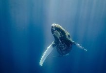 Rechazan anuncio de la caza de ballenas por parte de Islandia