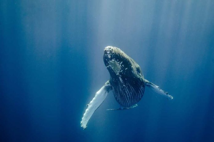 Rechazan anuncio de la caza de ballenas por parte de Islandia Rechazan anuncio de la caza de ballenas por parte de Islandia