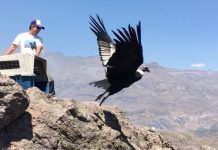 Cóndores en Chile: vuelan sobre los 4.500 metros, viajan más de 600 km y se acostumbran a comer en rellenos sanitarios