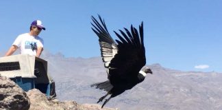 Cóndores en Chile: vuelan sobre los 4.500 metros, viajan más de 600 km y se acostumbran a comer en rellenos sanitarios