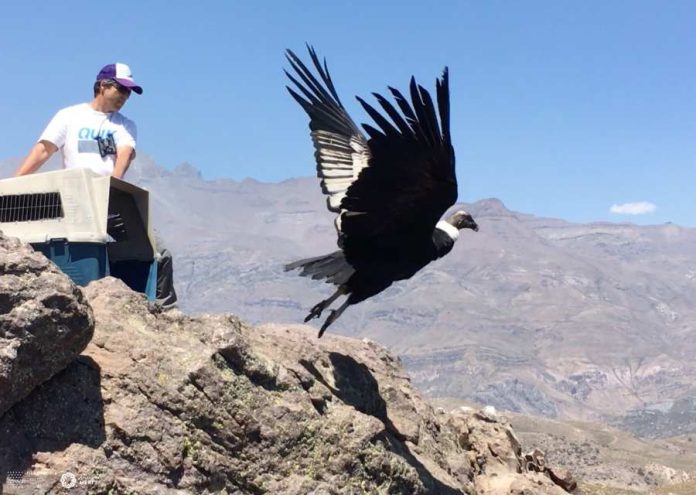 Cóndores en Chile vuelan sobre los 4.500 metros, viajan más de 600 km y se acostumbran a comer en rellenos sanitarios Cóndores en Chile: vuelan sobre los 4.500 metros, viajan más de 600 km y se acostumbran a comer en rellenos sanitarios