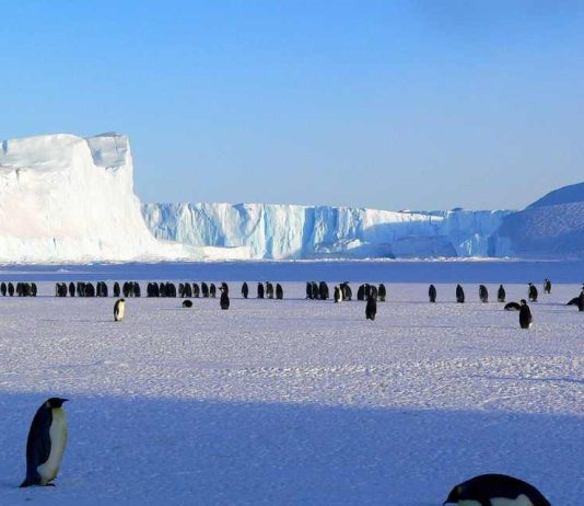 Investigadores de la UdeC iniciarán proyecto que busca determinar la presencia de sustancias químicas peligrosas en la Antártica