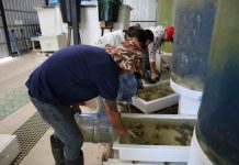 Futuros técnicos en acuicultura se capacitan en el manejo reproductivo de Ostión del Norte