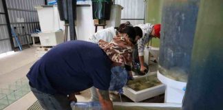 Futuros técnicos en acuicultura se capacitan en el manejo reproductivo de Ostión del Norte