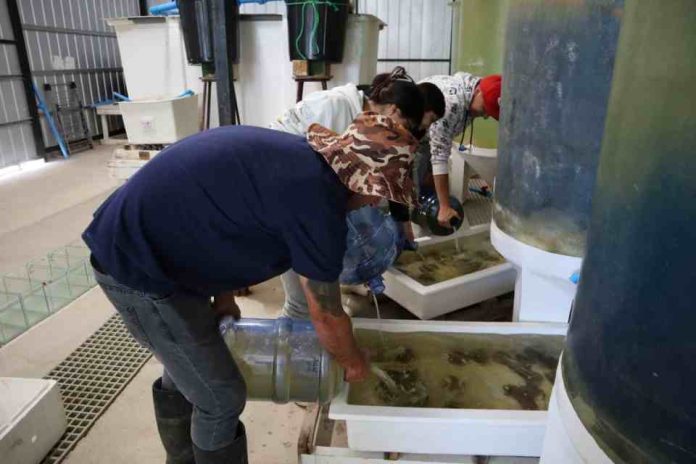 Futuros técnicos en acuicultura se capacitan en el manejo reproductivo de Ostión del Norte