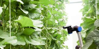 Robots e insectos: Huawei estudia cómo las hormigas podrían ayudar a perfeccionar el aprendizaje de la IA