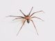 ¿Cómo saber si me picó una araña de rincón?: Estos son los 5 síntomas más comunes 