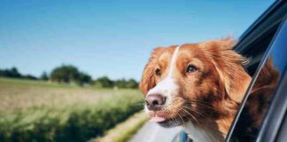 Todo lo que necesitas saber para viajar de forma segura con tu mascota este fin de semana santo