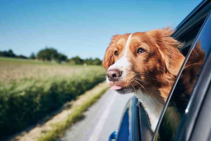 Todo lo que necesitas saber para viajar de forma segura con tu mascota este fin de semana santo