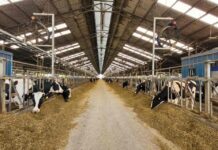 Expertos UdeC buscan reducir el impacto ambiental del ganado bovino de leche mediante el uso de plantas forrajeras Expertos UdeC buscan reducir el impacto ambiental del ganado bovino de leche mediante el uso de plantas forrajeras