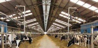 Expertos UdeC buscan reducir el impacto ambiental del ganado bovino de leche mediante el uso de plantas forrajeras