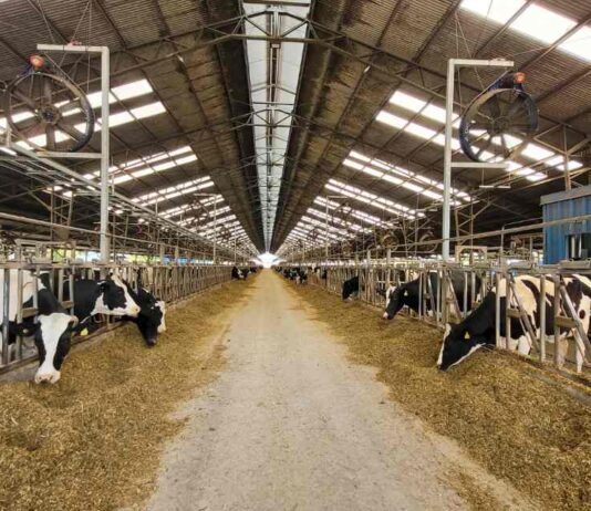 Expertos UdeC buscan reducir el impacto ambiental del ganado bovino de leche mediante el uso de plantas forrajeras