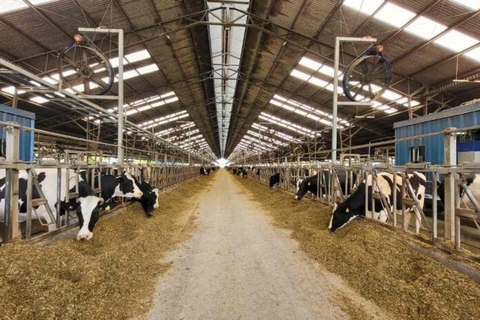 Expertos UdeC buscan reducir el impacto ambiental del ganado bovino de leche mediante el uso de plantas forrajeras