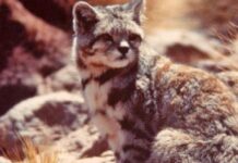 En el Día de la Biodiversidad Sabes para qué sirven las cámaras trampa