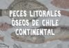 ¿Qué tienen en común el jurel, la corvina, el pejerrey y el lenguado? Descúbrelo con la nueva guía de peces litorales óseos de Chile.