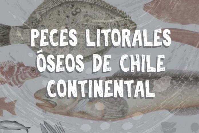 ¿Qué tienen en común el jurel, la corvina, el pejerrey y el lenguado? Descúbrelo con la nueva guía de peces litorales óseos de Chile.