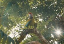 Conservación de 46 áreas protegidas: cómo la Inteligencia Artificial ayuda a cuidar el medioambiente Conservación de 46 áreas protegidas: cómo la Inteligencia Artificial ayuda a cuidar el medioambiente