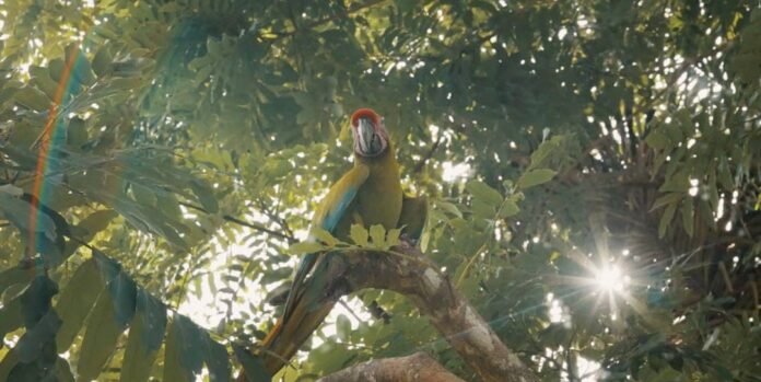 Conservación de 46 áreas protegidas: cómo la Inteligencia Artificial ayuda a cuidar el medioambiente