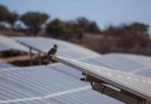 Parques Solares Generan “Efecto Refugio” para Preservación de la Avifauna