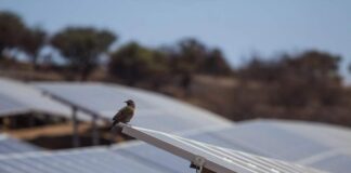 Parques Solares Generan “Efecto Refugio” para Preservación de la Avifauna