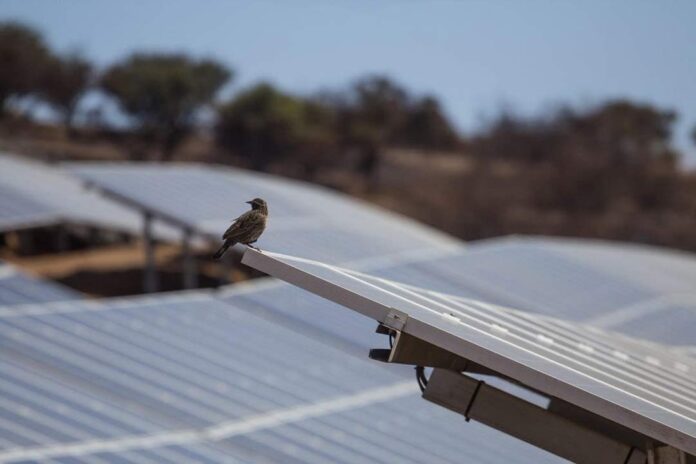 Parques Solares Generan “Efecto Refugio” para Preservación de la Avifauna Parques Solares Generan “Efecto Refugio” para Preservación de la Avifauna