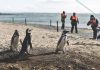 Regresan los pingüinos magallánicos y las navegaciones a Isla Magdalena y Marta