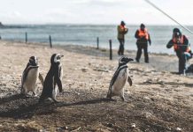 Regresan los pingüinos magallánicos y las navegaciones a Isla Magdalena y Marta