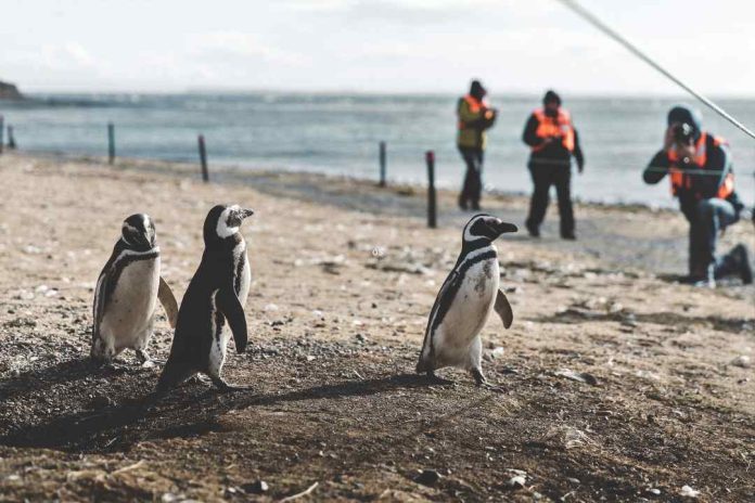 Regresan los pingüinos magallánicos y las navegaciones a Isla Magdalena y Marta