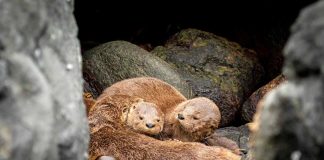 Conoce al chungungo: el próximo embajador del Día de la Fauna Chilena