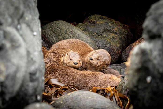 Conoce al chungungo: el próximo embajador del Día de la Fauna Chilena