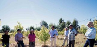 Fruticultores de Ninhue recibieron asesoría técnica para potenciar especies innovadoras