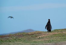 Greenpeace las acciones más impactantes en Chile y el mundo este 2024