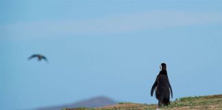 Greenpeace las acciones más impactantes en Chile y el mundo este 2024