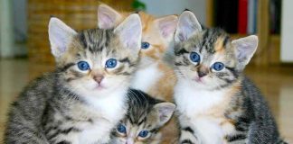 La Educación, Formación y Salud en Gatos: Un Camino Hacia el Bienestar Felino