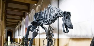 La más relevante exposición de dinosaurios de los últimos tiempos se inaugura en el MNHN
